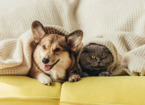 gyvunams draugiski baldai pet friendly
